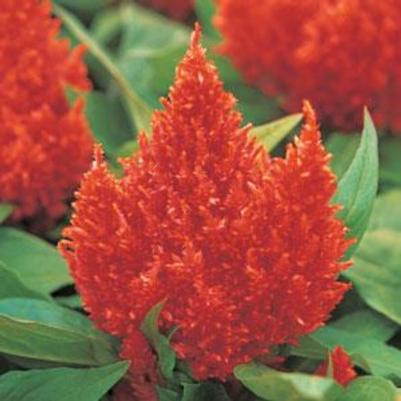 Celosia Glorious Orange 