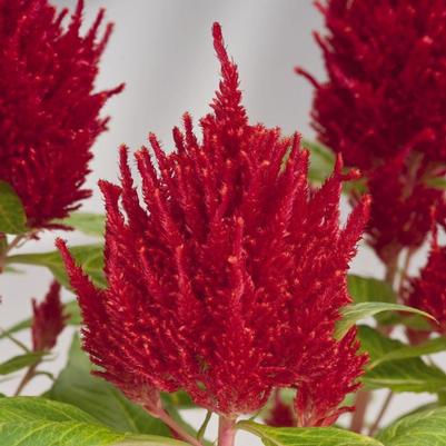 Celosia Glorious Red 