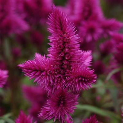 Celosia Intenz Classic Purple 