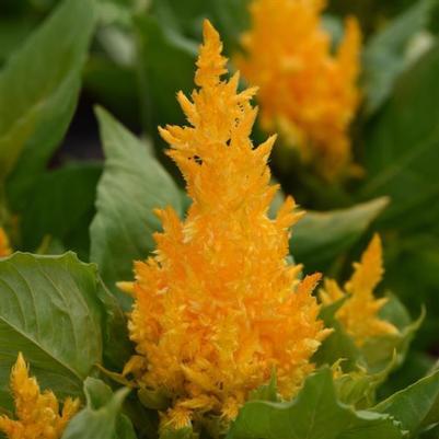 Celosia Kelos Yellow 