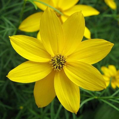 Coreopsis Zagreb Yellow 