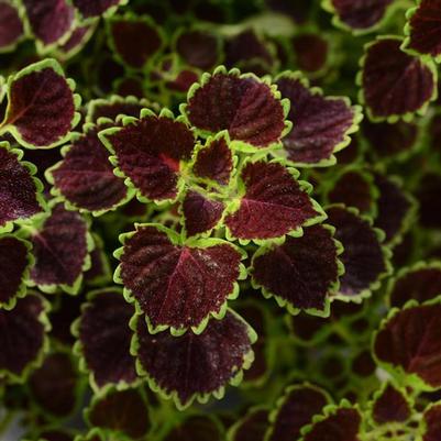 Coleus Wedding Train Burgundy 