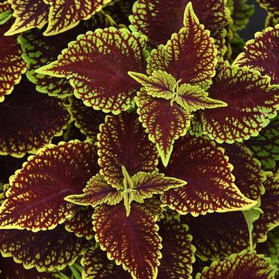 Coleus Coleosaurus Red/Green 