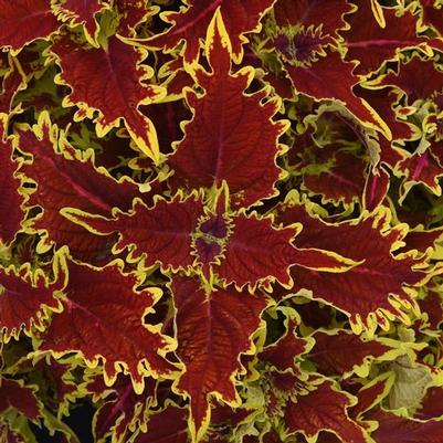 Coleus Copperhead Red/Orange 