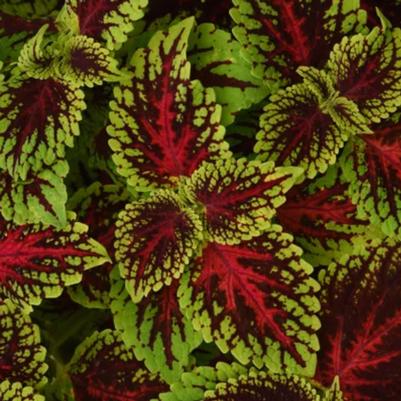 Coleus Dragon Heart Pink/Green 