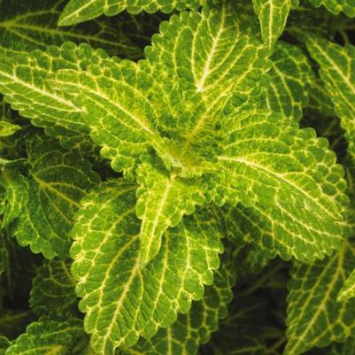 Coleus Electric Lime Green 