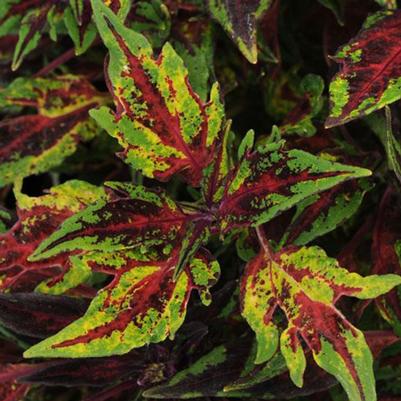 Coleus Flame Thrower Chili Pepper 