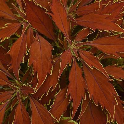 Coleus Flame Thrower Cajun Spice 