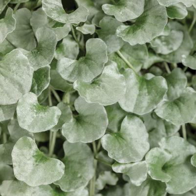 Dichondra Silver Falls 