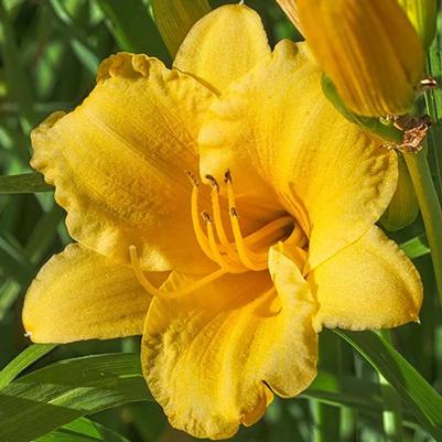 Hemerocallis Stella D'oro Yellow 