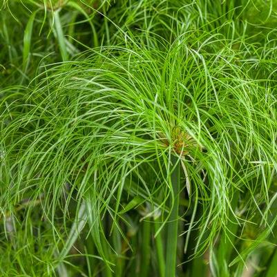 Cyperus Graceful Grasses 