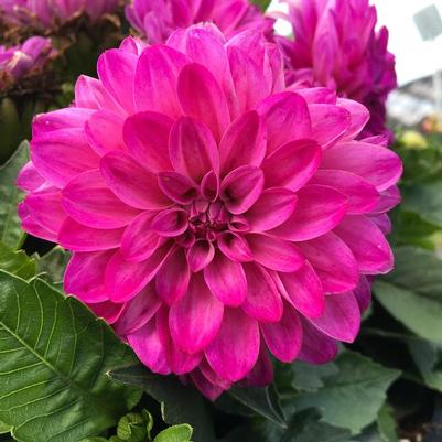 Dahlia Lubega Power Violet Bicolor 