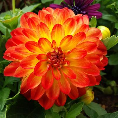 Dahlia Lubega Power Yellow Orange 