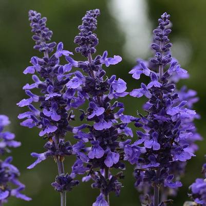 Salvia Mysty Blue 