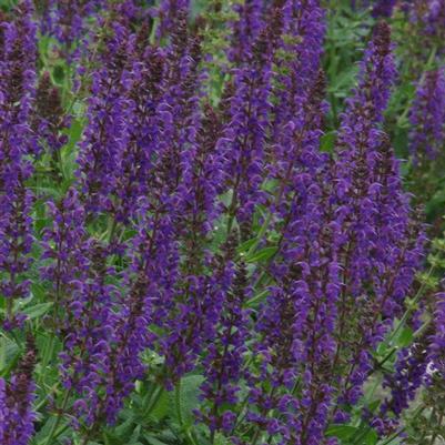 Salvia May Night Blue 
