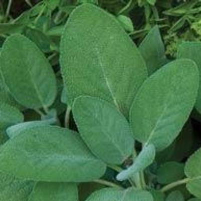 Salvia Sage 
