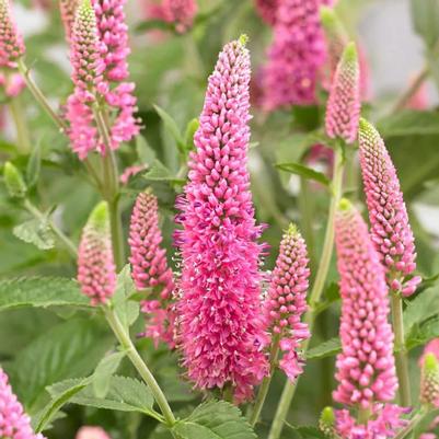 Veronica First Love Pink 