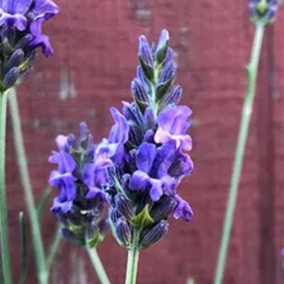 Lavender Sensational Purple 