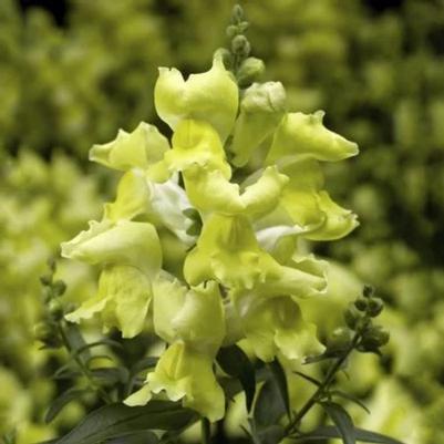 Snapdragon Snaptini Yellow 