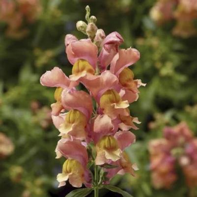 Snapdragon Snaptini Peach 