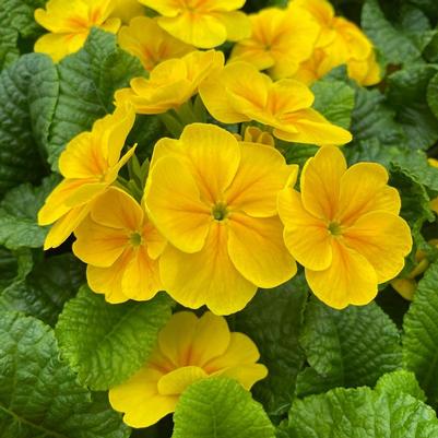 Primrose Danessa Yellow 