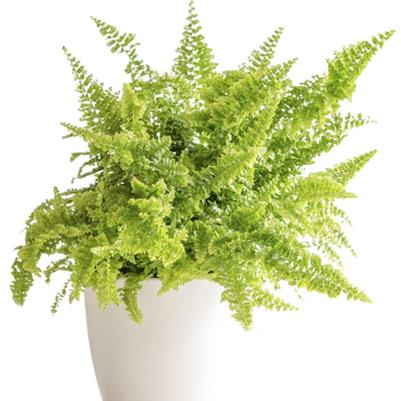 Fern Fluffy Ruffles Green 