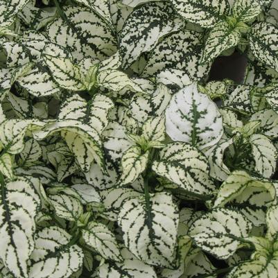 Hypoestes Confetti Compact White 