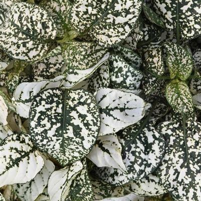 Hypoestes Splash Select White 