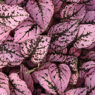 Hypoestes Splash Select Pink 
