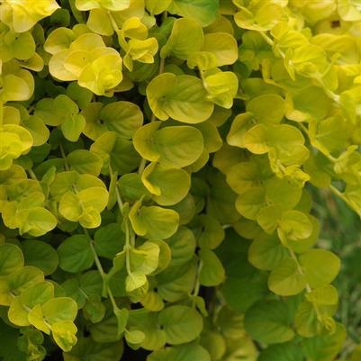Lysimachia Goldilocks Green 