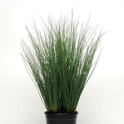 Juncus Blue Arrow Blue-Green 