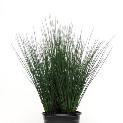 Juncus Colorgrass Blue Dart 