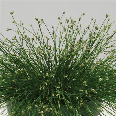 Isolepis Colorgrass Live Wire 