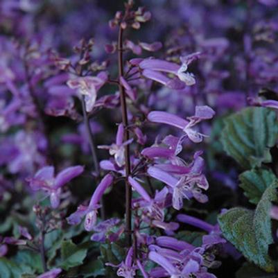 Plectranthus Mona Lavender 