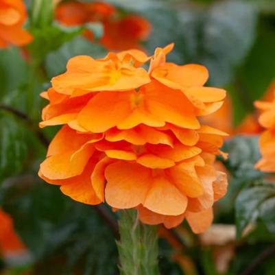 Crossandra Orange Marmalade 