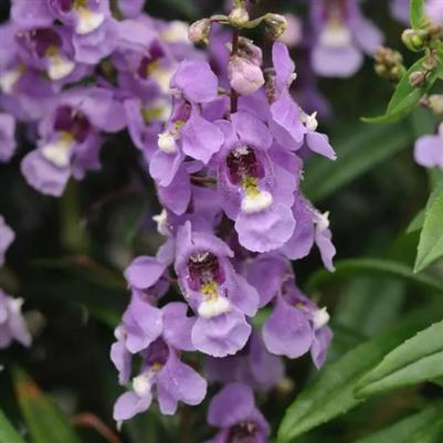 Angelonia Serena Sky Blue 