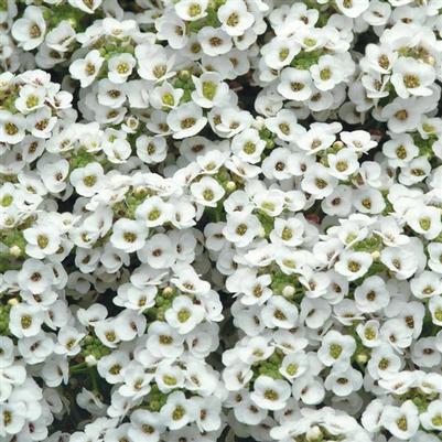 Alyssum Clear Crystal White 