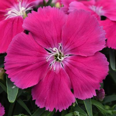 Dianthus Coronet Rose 