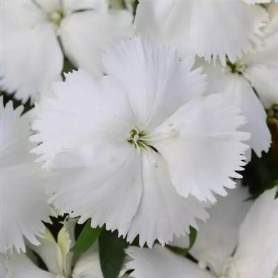 Dianthus Coronet White 