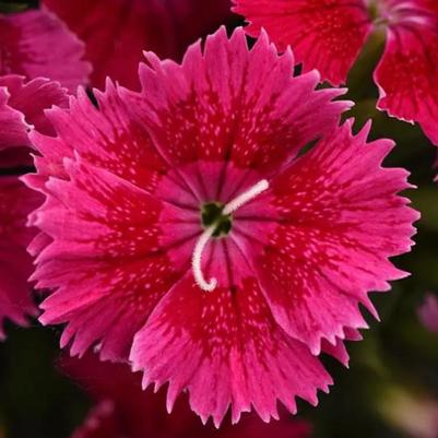 Dianthus Ideal Select Violet 