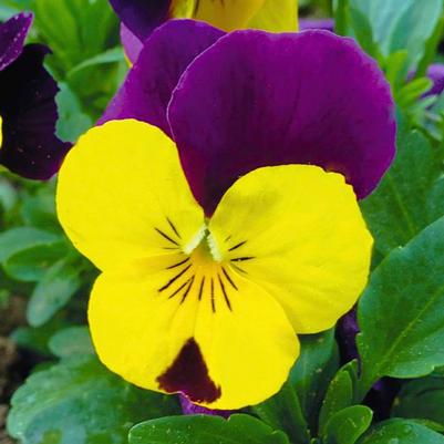 Viola Admire Yellow Purple Wing 