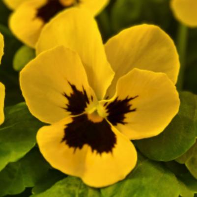 Viola Admire Yellow Blotch 