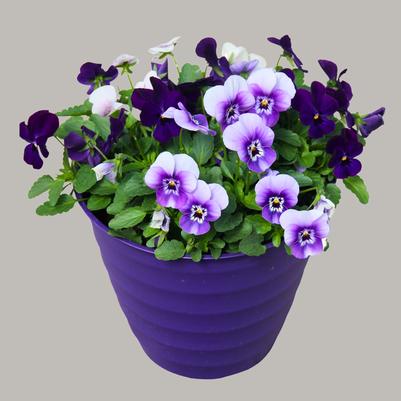Viola Admire California Mix 