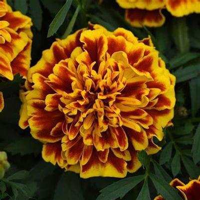 Marigold Bonanza Bee 