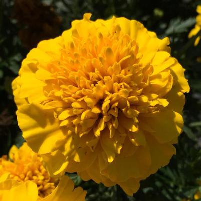 Marigold Super Hero Deep Yellow 