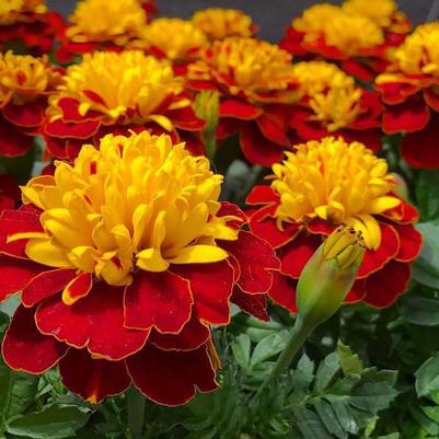 Marigold Super Hero Spry 