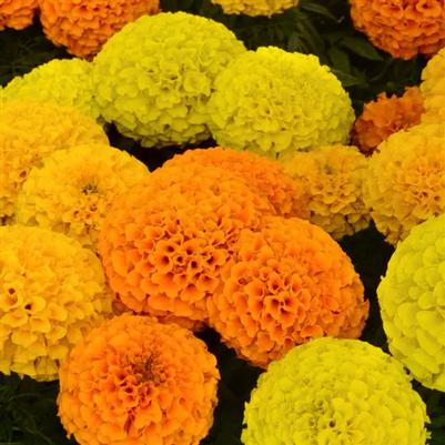 Marigold Taishan Mix 