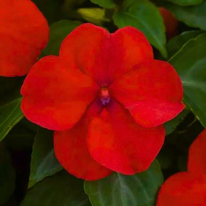Impatien Beacon Bright Red 