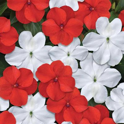 Impatien Beacon Red and White Mix 