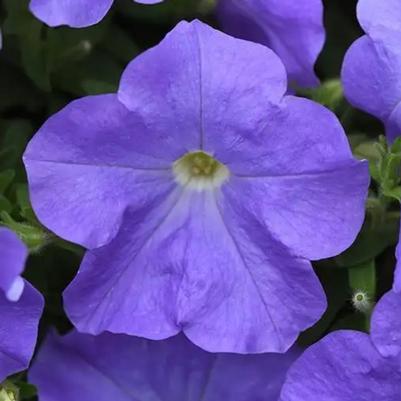 Petunia E3 Easy Wave Sky Blue 